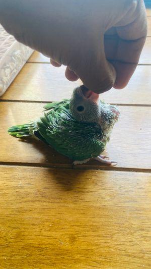 BABY RING NECK PARROT FOR SALE 